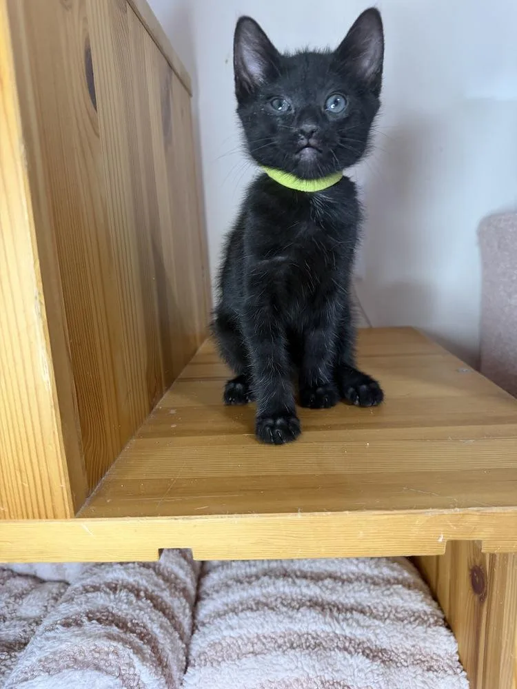Coal