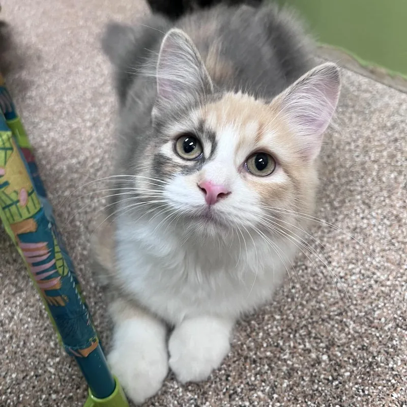 A baby small-sized female Calico Domestic Long Hair cat named Hillery for adoption in Arlington Heights, IL