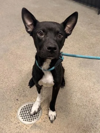 A young medium-sized female Border Collie dog named Zatanna for adoption in Cleveland, OH