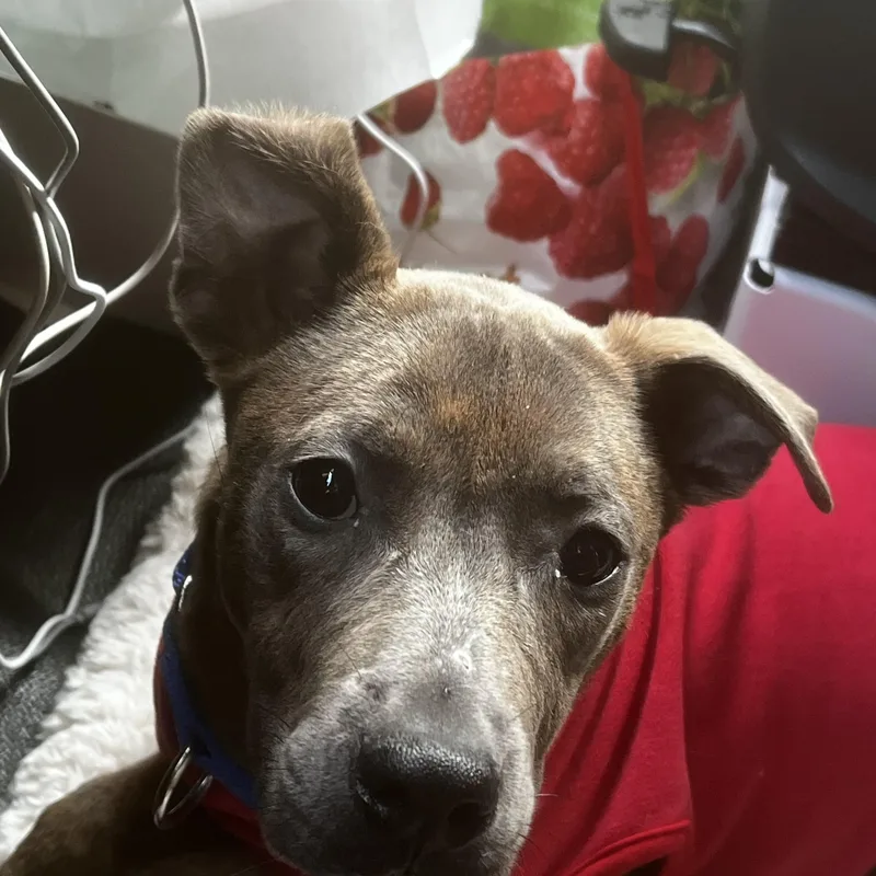 A baby medium-sized male Brindle Pit Bull Terrier dog named Bruce for adoption in New Rochelle, NY