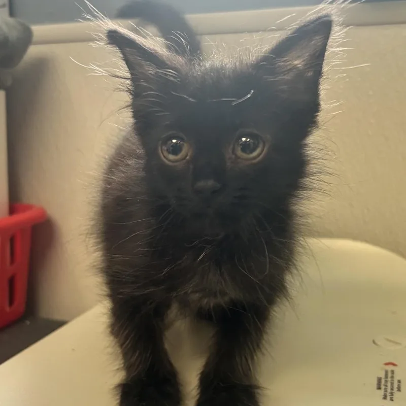 A baby small-sized female Black Domestic Long Hair cat named Lydia for adoption in Uniontown, PA