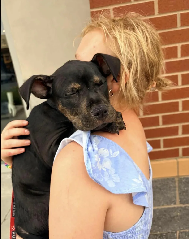 A baby medium-sized male Pit Bull Terrier dog named Zack for adoption in Kutztown, PA