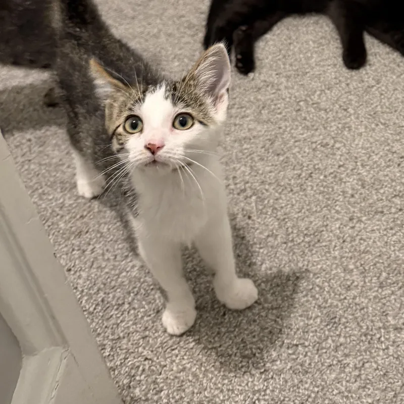 A young small-sized male Gray & White Domestic Short Hair cat named Chive for adoption in Shaker Heights, OH