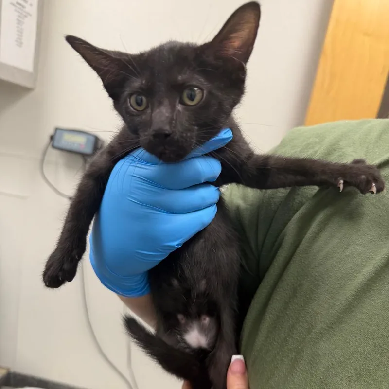 A baby small-sized male Black Domestic Short Hair cat named Intake for adoption in Columbiana, AL