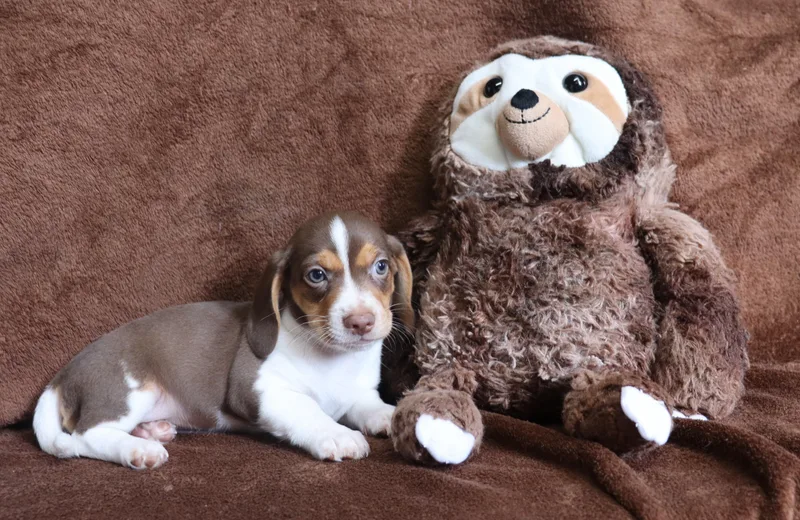 A baby small-sized male Tricolor (Brown, Black, & White) Beagle dog named Richie for adoption in Winchester, TN