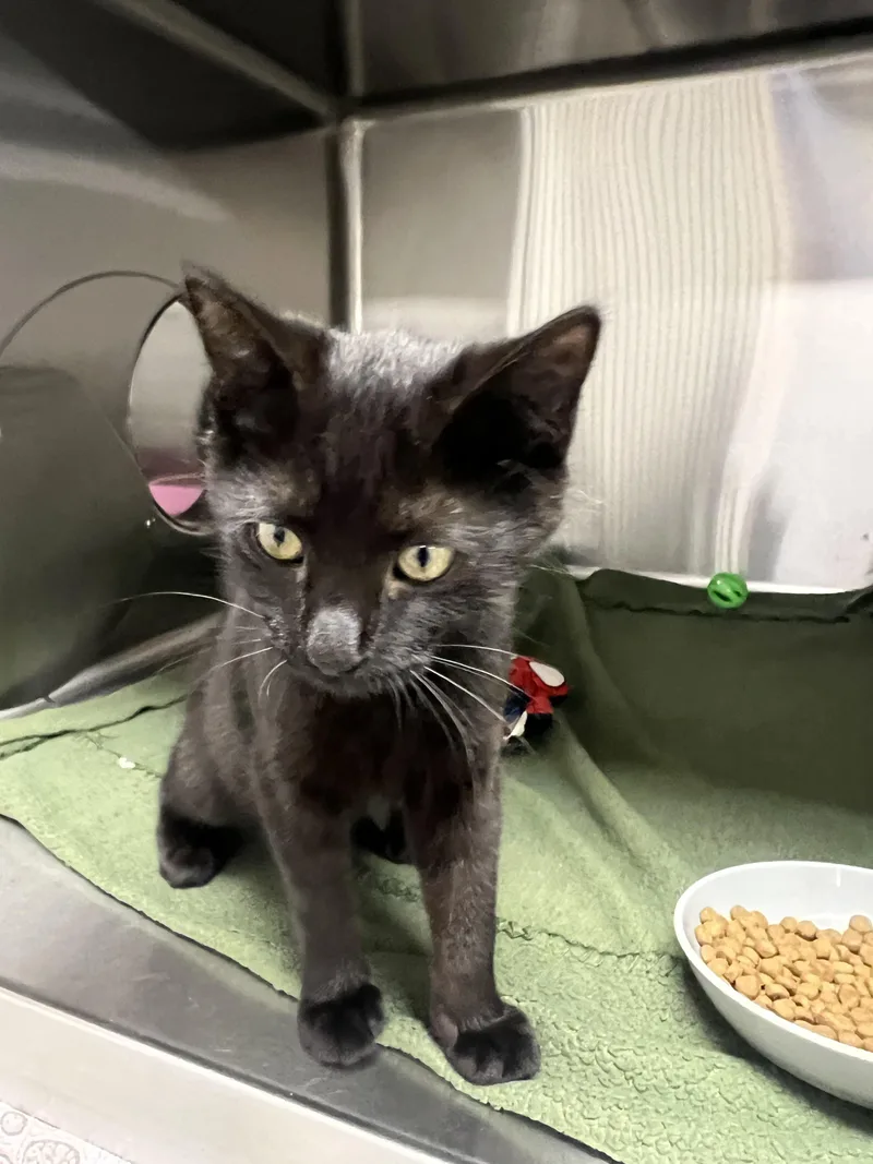 A baby small-sized female Domestic Short Hair cat named Sasha for adoption in Chico, CA