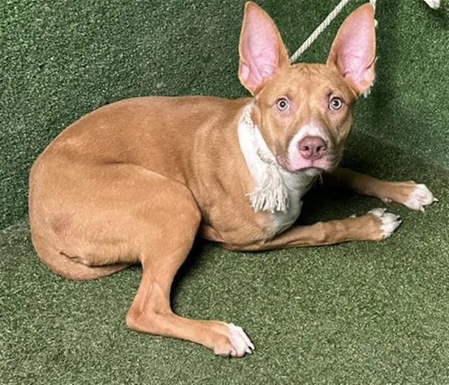 A young medium-sized female Pit Bull Terrier dog named Shida for adoption in Lancaster, CA