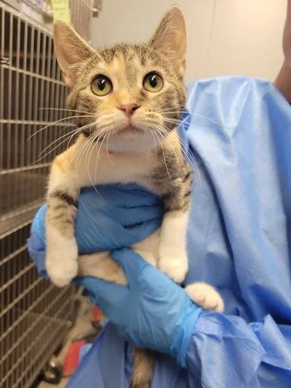 A baby small-sized female Domestic Short Hair cat named Raging Bull for adoption in Hobart, IN