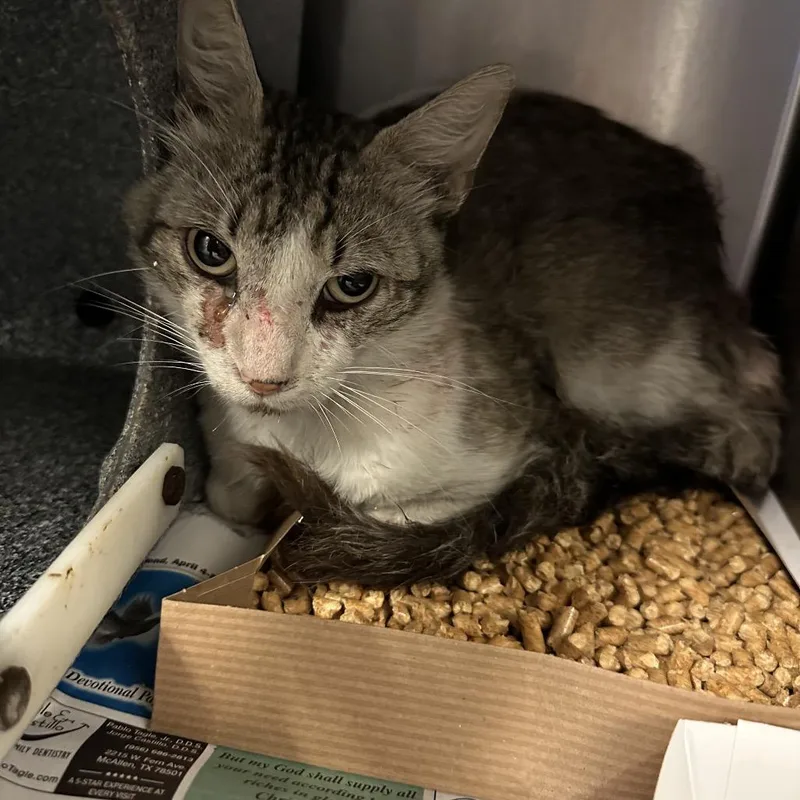 An adult medium-sized male Gray / Blue / Silver Domestic Short Hair cat named Marly for adoption in Edinburg, TX