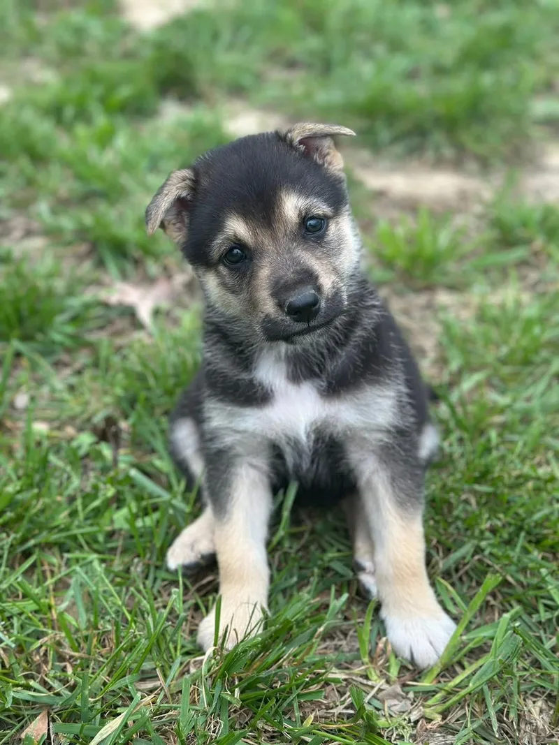 Easter Candy Litter Jelly thumbnail 2