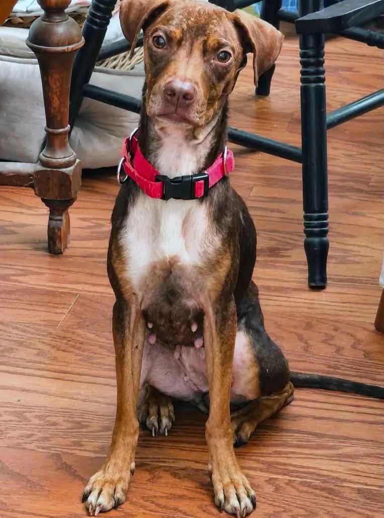 A young medium-sized female Terrier dog named Gertrude for adoption in Kansas City, KS