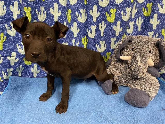 A baby small-sized male Staffordshire Bull Terrier dog named Blackie for adoption in Modesto, CA