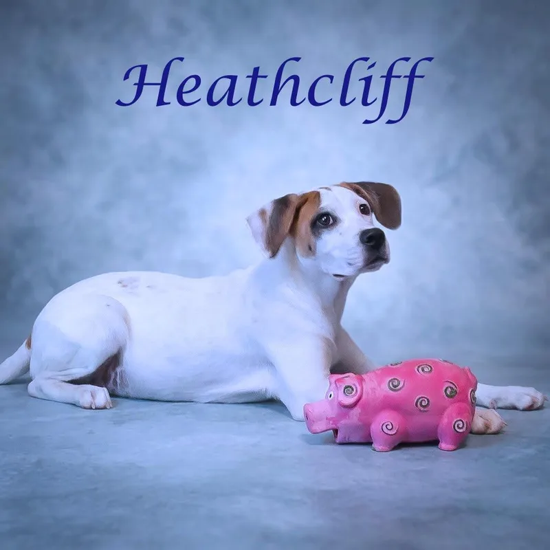 Heathcliff D thumbnail 2