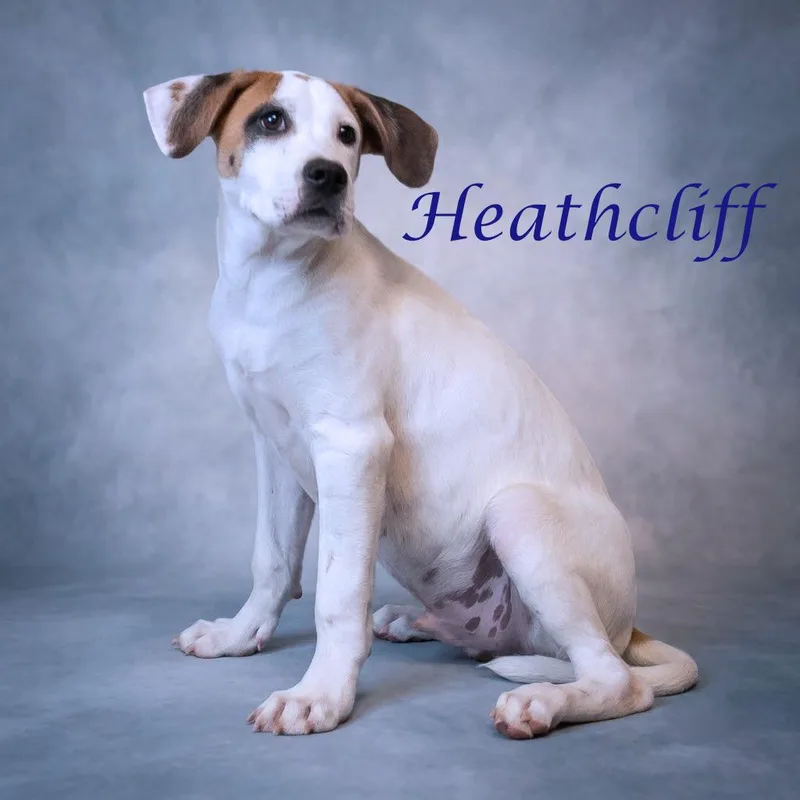 Heathcliff D thumbnail 3