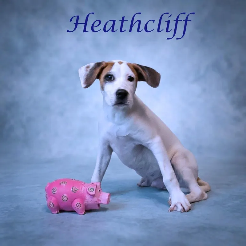 Heathcliff D thumbnail 4