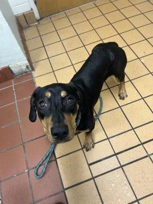 A baby medium-sized female Mixed Breed dog named Honeybun for adoption in Gainesville, FL