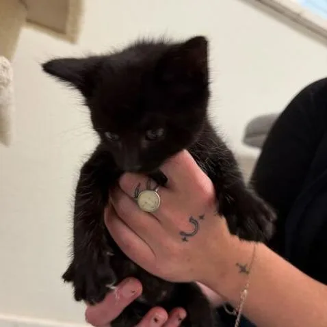 A baby small-sized male Black Domestic Short Hair cat named Skittle for adoption in Driggs, ID