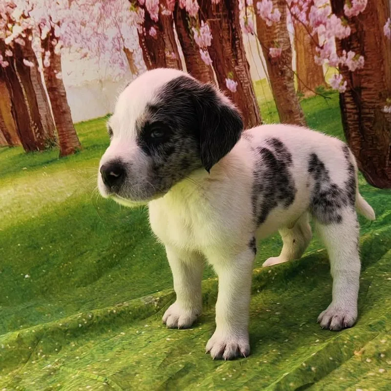 Gordo Jb thumbnail 2