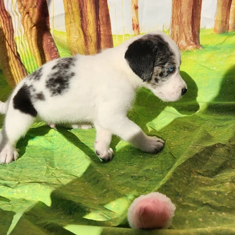 Gordo Jb thumbnail 3