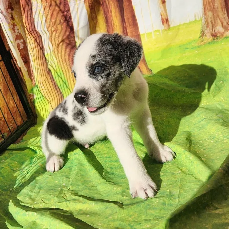 Gordo Jb thumbnail 4