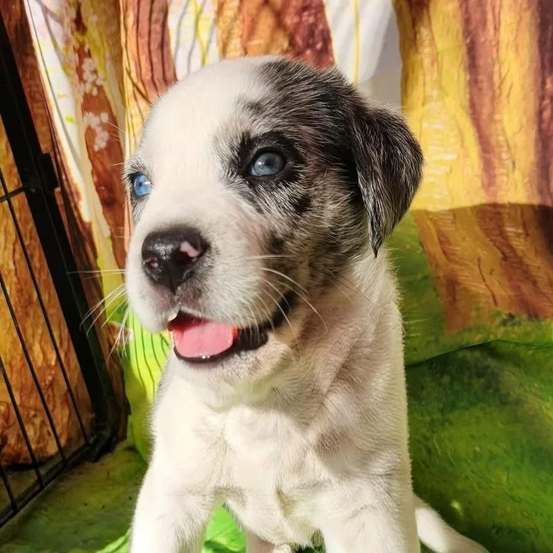 Gordo Jb thumbnail 5