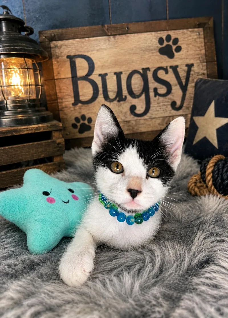 Bugsy thumbnail 2