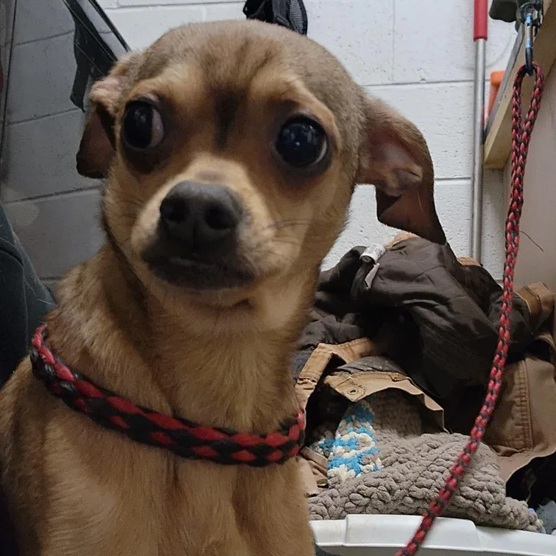 An adult small-sized male Brown / Chocolate Chihuahua dog named Tito for adoption in Evensville, TN