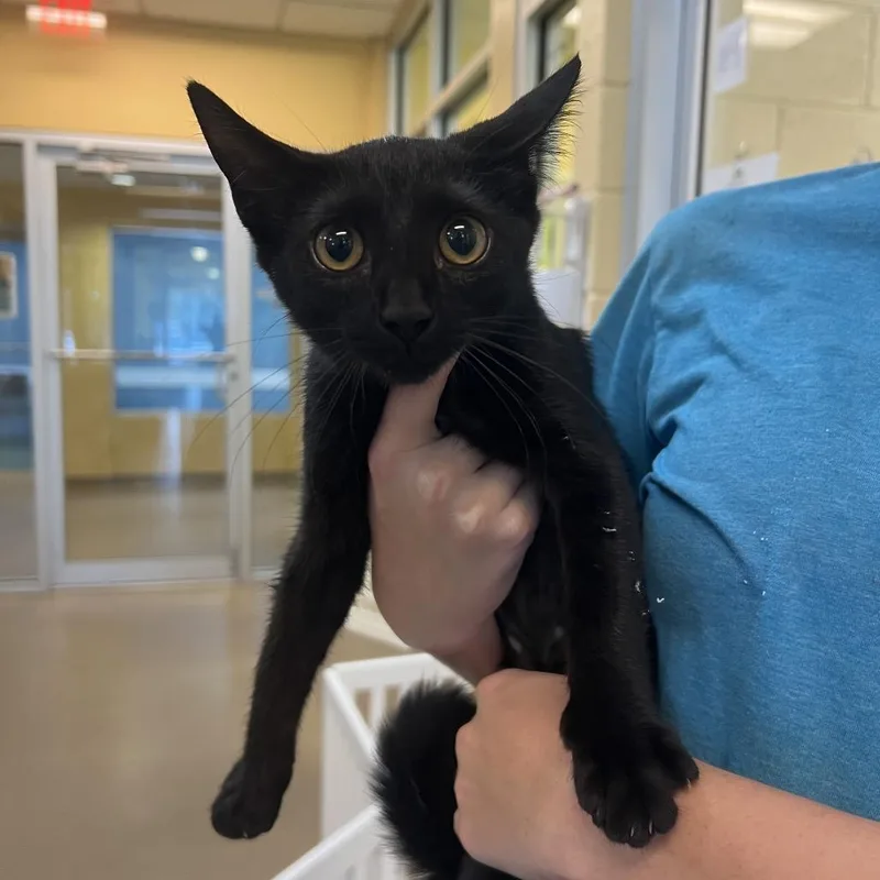 A baby small-sized female Black Domestic Short Hair cat named Hazel for adoption in Naples, FL