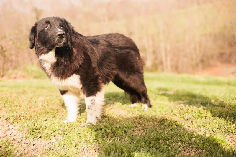 Izaiahnewfy Mix thumbnail 3