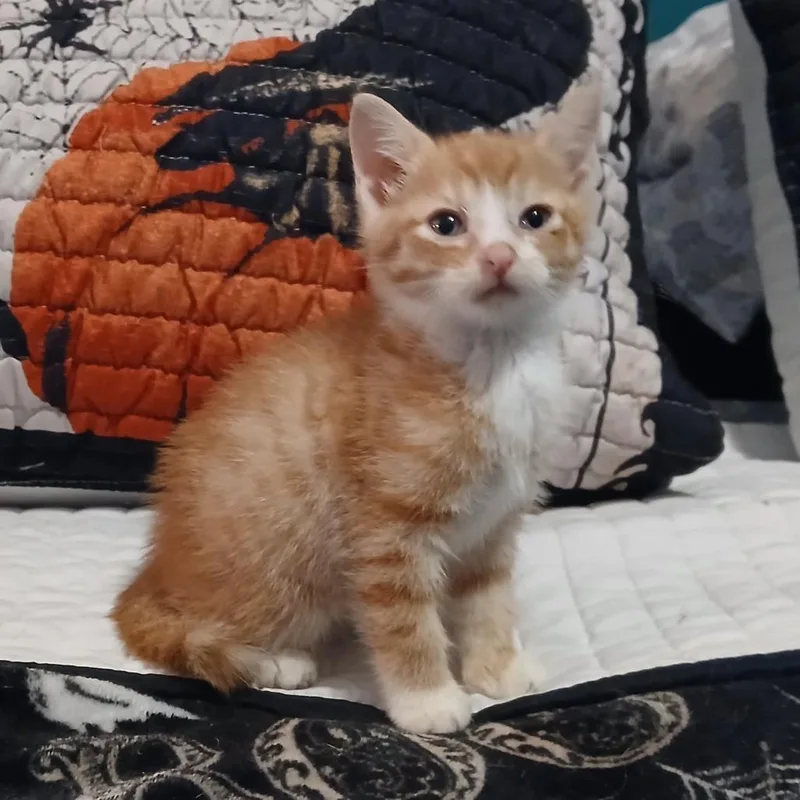 A baby small-sized male Orange / Red Domestic Short Hair cat named Wayne Mewton for adoption in Winchester, VA