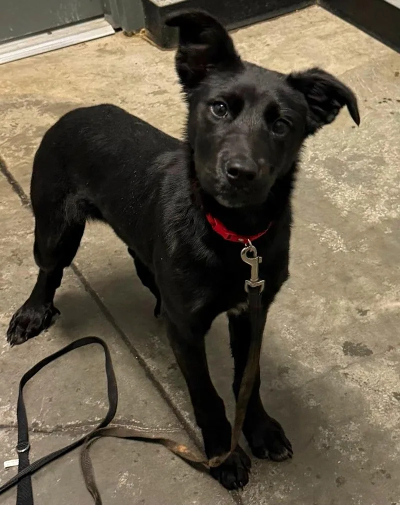 A baby medium-sized female Labrador Retriever dog named Rose for adoption in Henderson, NC