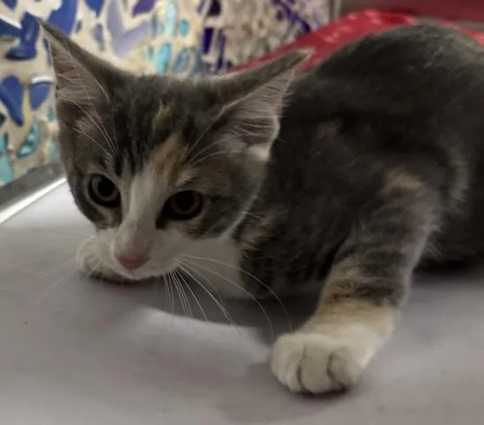 A baby small-sized female Domestic Short Hair cat named Florence for adoption in Pensacola, FL