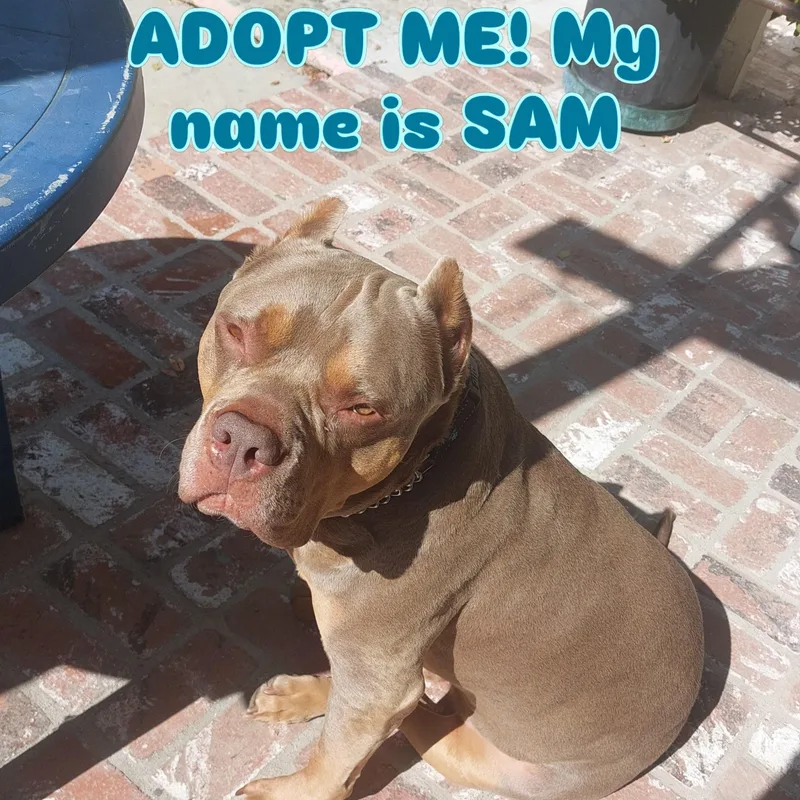 An adult extra large-sized male American Bully dog named Sam for adoption in Cool, CA