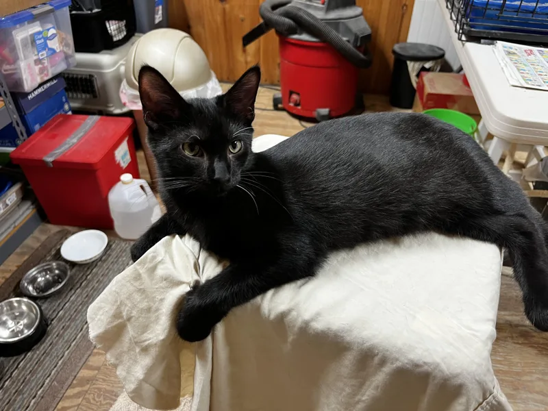 A young medium-sized female Black Domestic Short Hair cat named Arya for adoption in Mechanicsburg, PA
