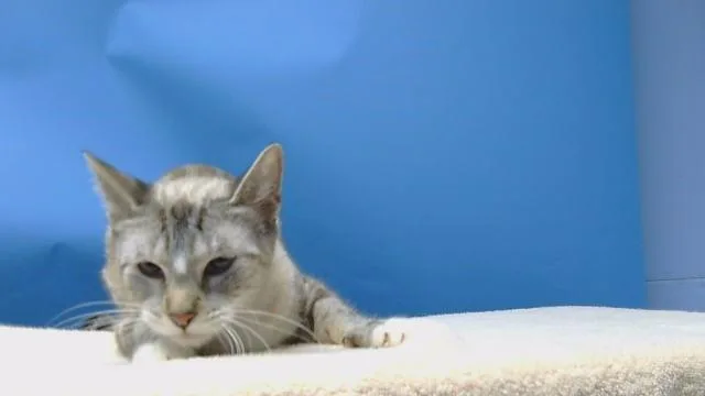 A young small-sized female Domestic Short Hair cat named Misu for adoption in Gardena, CA