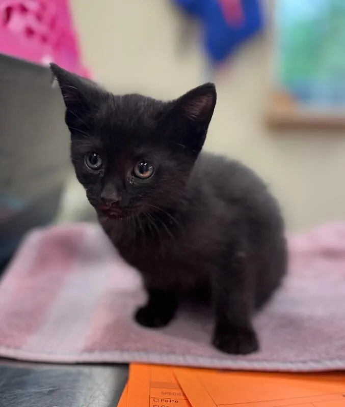 A young medium-sized male Black Domestic Short Hair cat named Dumpster Dan for adoption in Disputanta, VA