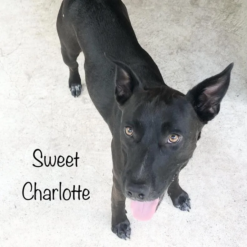 Charlotte