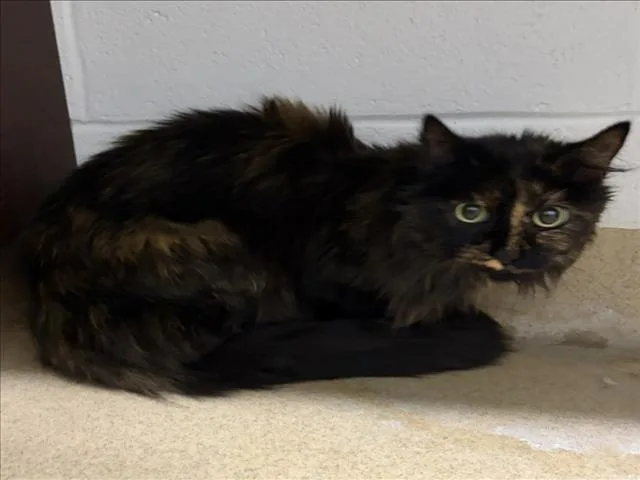A senior medium-sized female Domestic Long Hair cat named Taeja for adoption in Derwood, MD