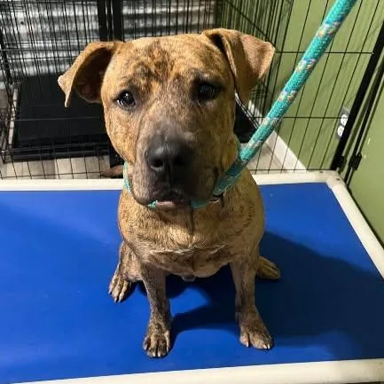 A young medium-sized male Mixed Breed dog named Bennett for adoption in Chelmsford, MA
