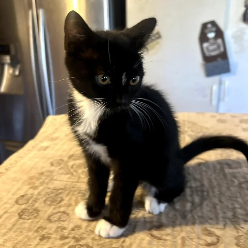 A baby small-sized female Black Domestic Short Hair cat named Lil Boots for adoption in Long Beach, CA