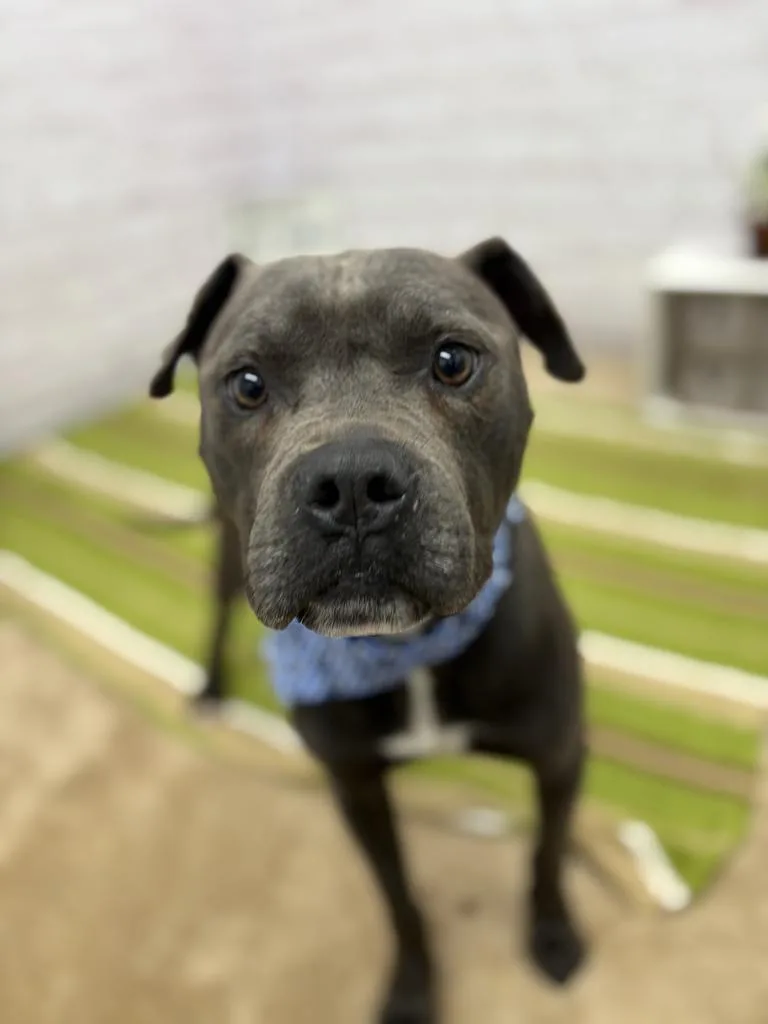 A young medium-sized male Mixed Breed dog named Cruise for adoption in Detroit, MI