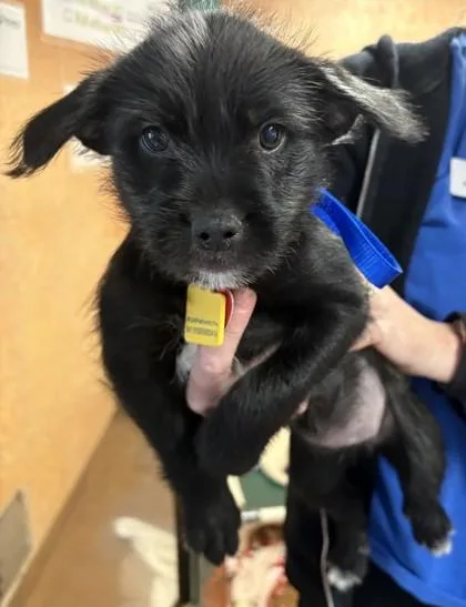 A baby small-sized female Black Mixed Breed dog named Zuri for adoption in Stanwood, WA
