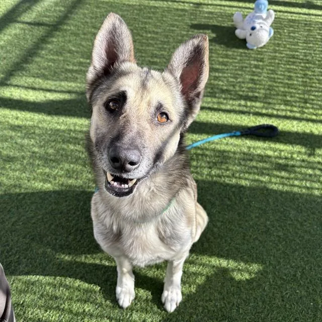 A young large-sized male German Shepherd Dog dog named Woofinator for adoption in Mesa, AZ
