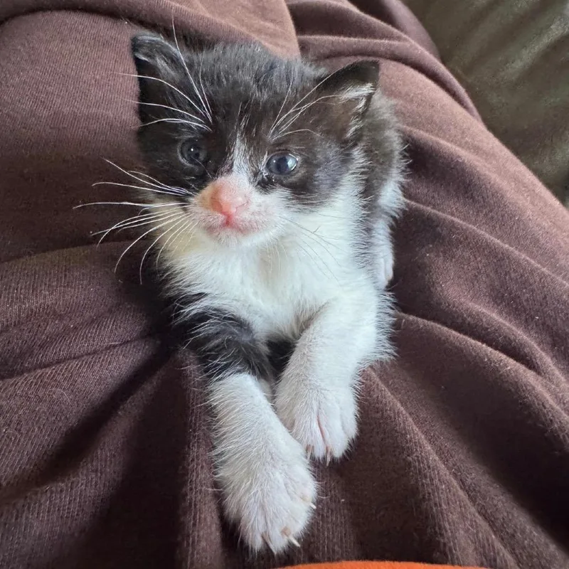 A baby small-sized female Black Domestic Short Hair cat named Isabeau for adoption in Los Angeles, CA