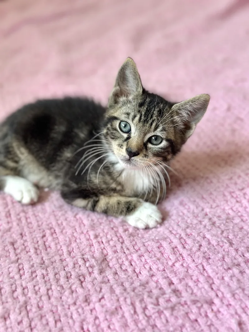 A baby medium-sized male Tabby (Gray / Blue / Silver) Domestic Short Hair cat named Orvilleso Friendly for adoption in Port Orange, FL