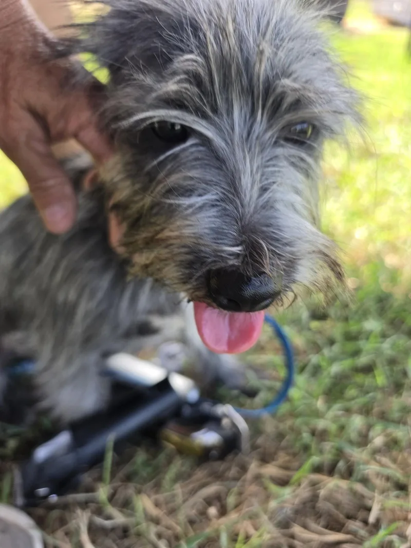 An adult small-sized female Cairn Terrier dog named Lady Autumn for adoption in San Antonio, TX