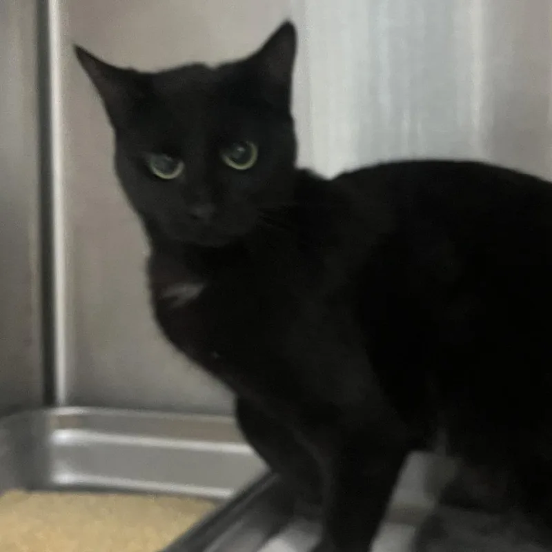 A young medium-sized female Black Domestic Short Hair cat named Tipsy for adoption in Oak Park, IL