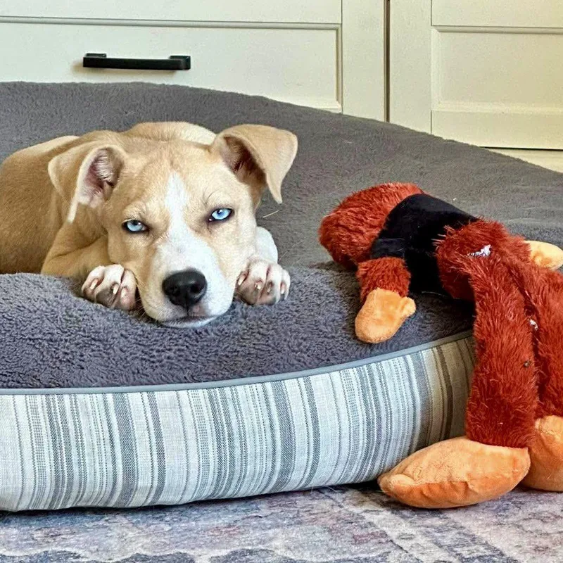 A baby medium-sized female Yellow / Tan / Blond / Fawn Pit Bull Terrier dog named Charlie for adoption in Mead, CO