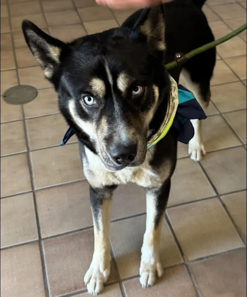A young medium-sized male Siberian Husky dog named Mickey for adoption in Edison, NJ