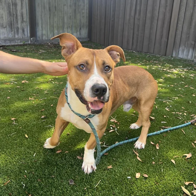 An adult medium-sized male Bull Terrier dog named Dutch for adoption in LOXAHATCHEE, FL